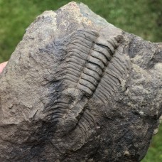 Paradoxides gracilis